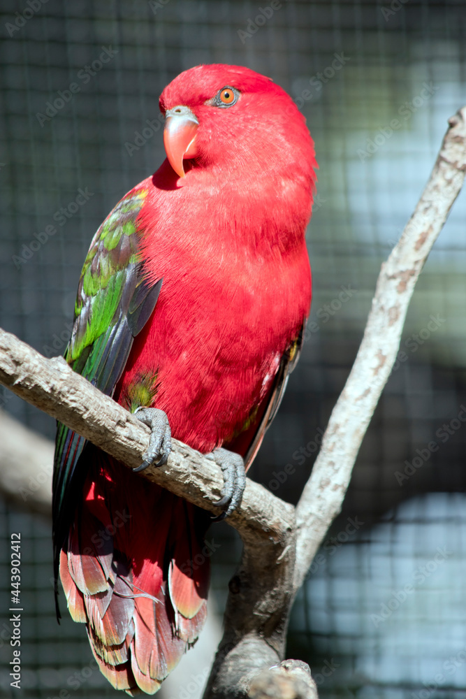 Obraz premium the chattering lory is perched in a tree