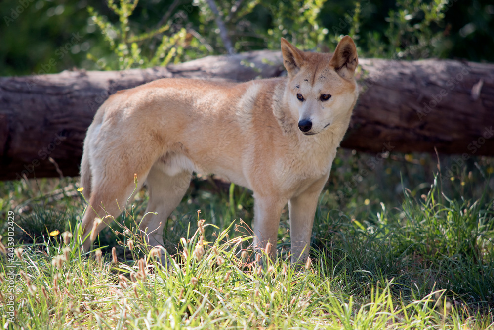 the golden dingo is walking in the tall grass the golden dingo is walking in the tall grass
