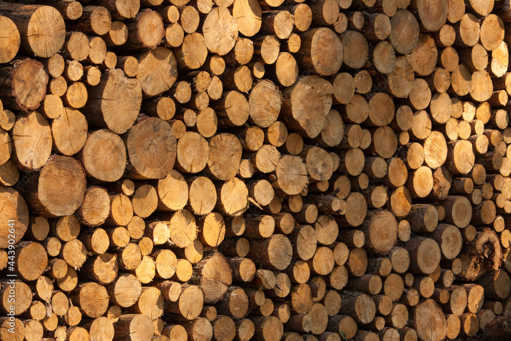 a pile of tree trunks lying, waiting to be burned a pile of tree trunks lying, waiting to be burned