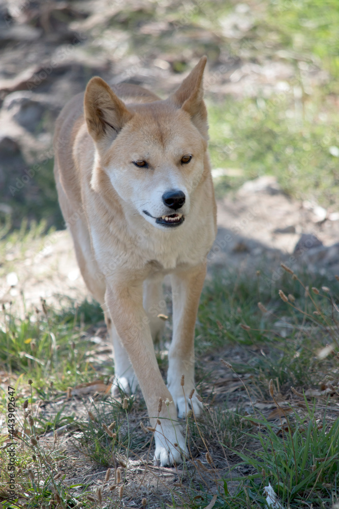 the golden dingo is walking on a grassy area