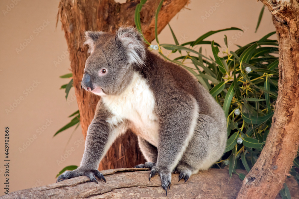 Fototapeta premium the koala is sitting on a tree branch
