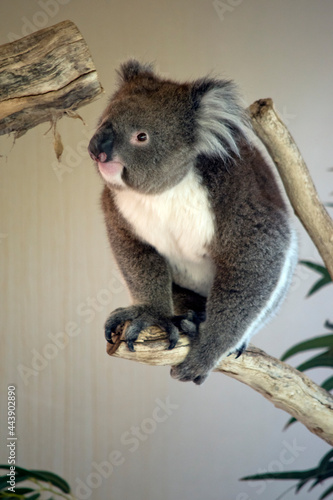 Fototapeta Naklejka Na Ścianę i Meble -  the koala is about to jump to another branch