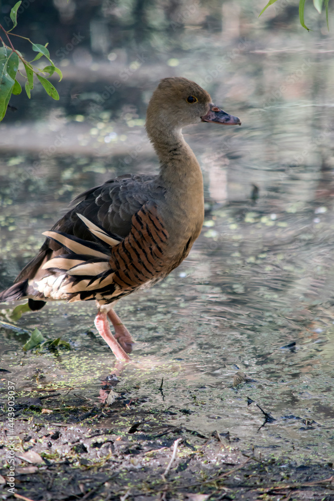 this is a side view of a plumed whistling duck this is a side view of a plumed whistling duck