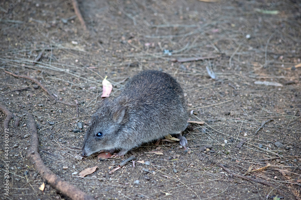 the long nosed potoroo looks like a rat the long nosed potoroo looks like a rat