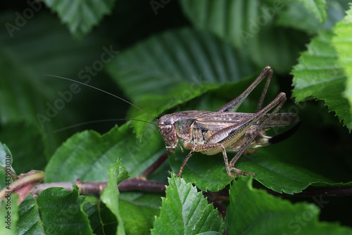 Grasshopper sits on a plant in the garden