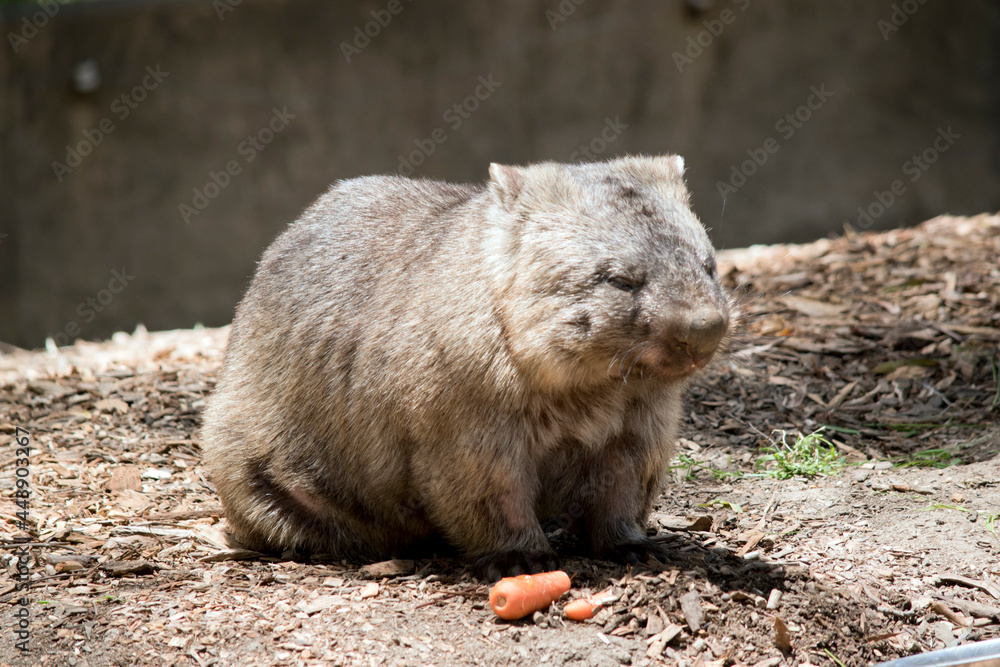 the wombat is having a carrot the wombat is having a carrot