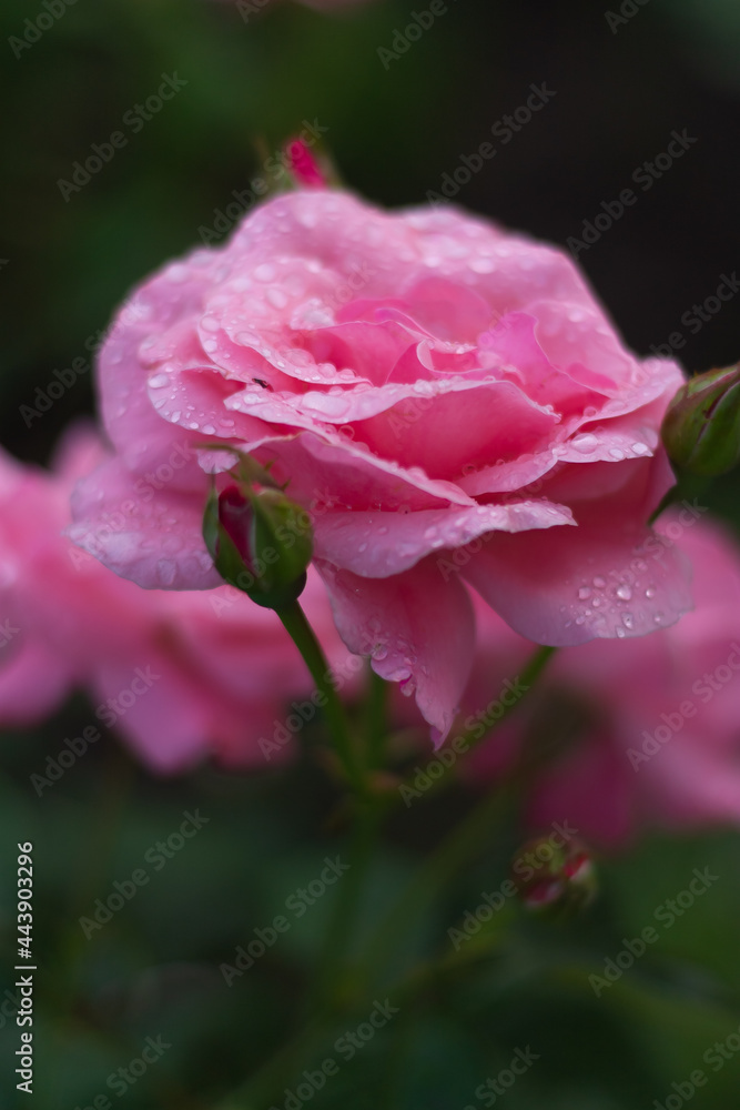 pink rose with water drops