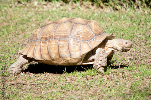 this is a side view of a African spurred tortoise