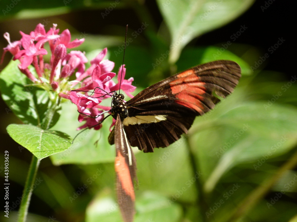 Mariposa