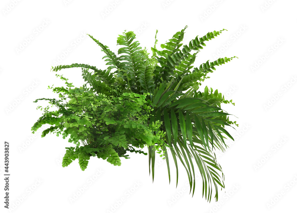 Fototapeta premium Beautiful composition with fern and other tropical leaves on white background.