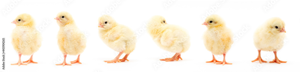 Fototapeta premium Chicks isolated on white
