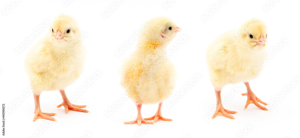 Chicks isolated on white Chicks isolated on white