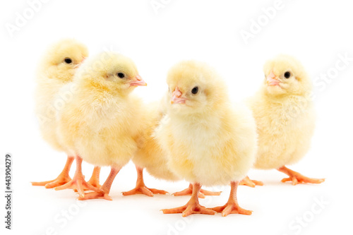 Wallpaper Mural Chicks isolated on white Torontodigital.ca