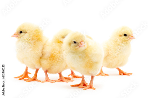 Wallpaper Mural Chicks isolated on white Torontodigital.ca