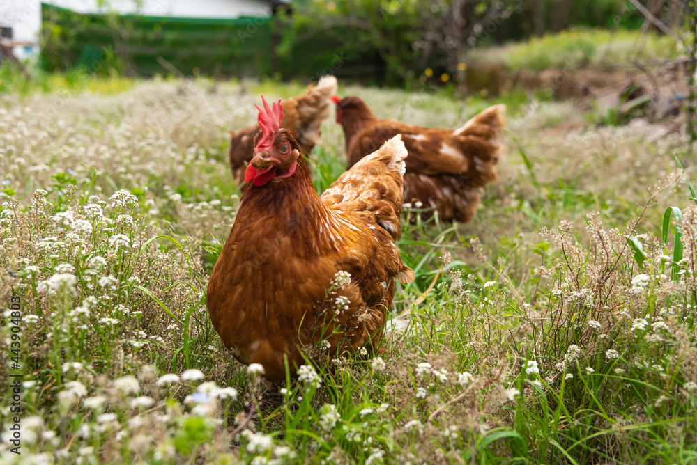 Fototapeta premium have chickens in a private outdoor enclosure their eggs are of high quality