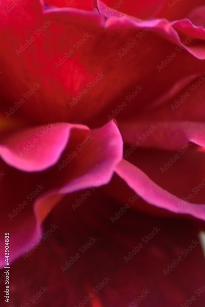 Detail of a rose
