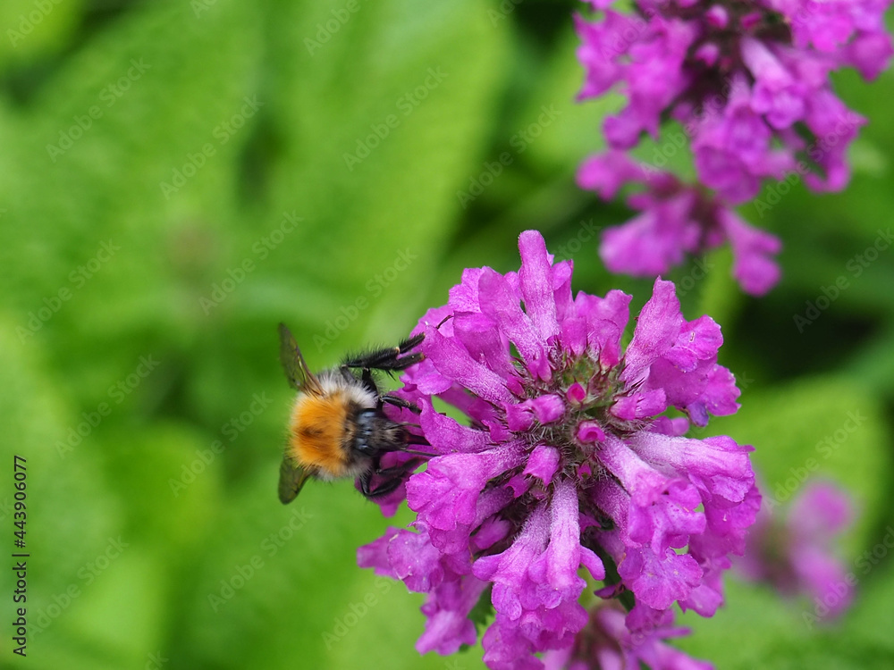Beautiful Flowers in the Summer Park with the Insect Beautiful Flowers in the Summer Park with the Insect
