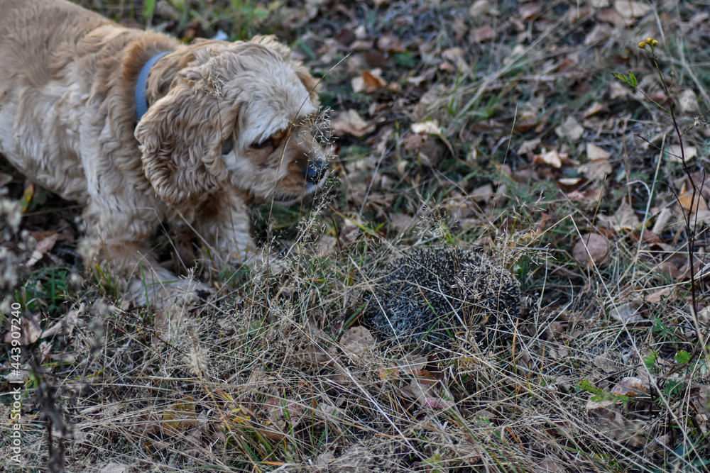 Dog barks at hedgehog in forest