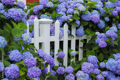 Purple and blue hydrangea flowers growing through a white picket fence. Cape Cod Cottage garden. photo