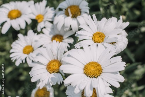 White daisy flowers in a garden © Jamie