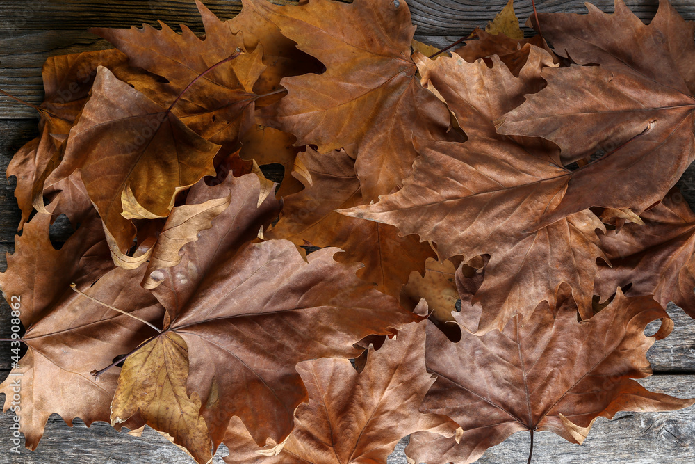 Leaves of a plane tree on an old wooden table