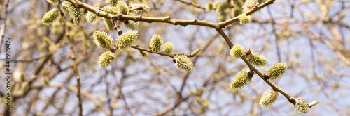 Fluffy catkins on willow tree branch. Beautiful spring nature banner.