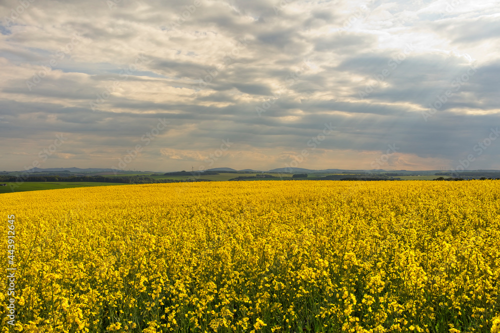 Oilseed Rape fields in the North East of Scotland Oilseed Rape fields in the North East of Scotland