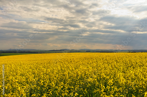 Oilseed  Rape fields in the North East of Scotland