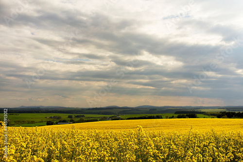 Oilseed Rape fields in the North East of Scotland