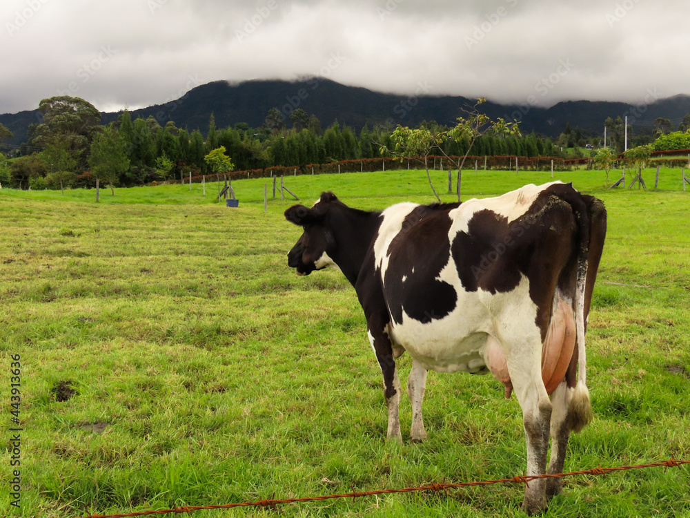 Fototapeta premium Una vaca sospechosa