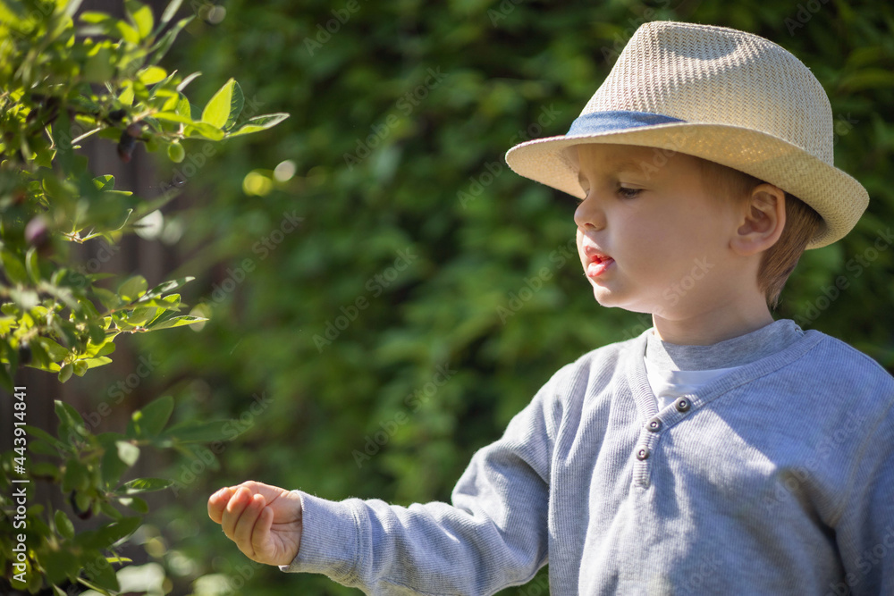 Little boy in stylish straw hat picks honeysuckle berry