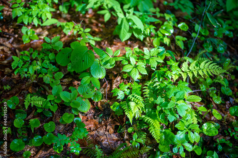 雨飾山 登山道の風景