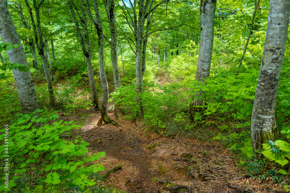 Obraz premium 雨飾山 登山道