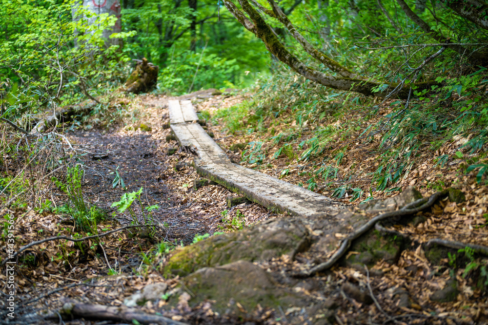 Fototapeta premium 雨飾山 登山道