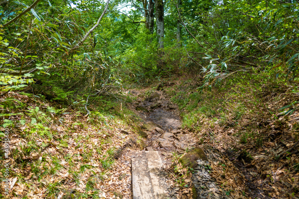 雨飾山 登山道 雨飾山 登山道