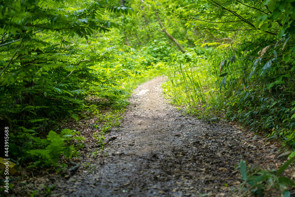 Obraz premium 雨飾山 登山道