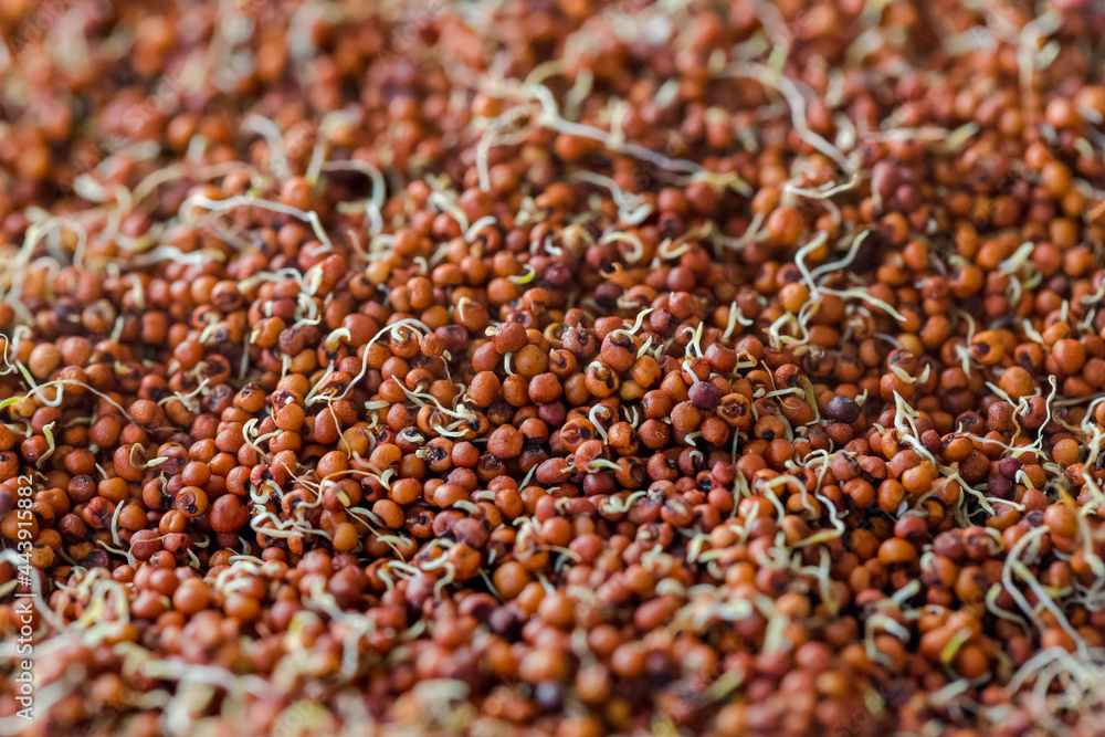 Close up of Finger Millet (Ragi) or kodo or Eleusine coracana Seeds . An ancient cereal crop grown in Africa and Asia. Close up of Finger Millet (Ragi) or kodo or Eleusine coracana Seeds . An ancient cereal crop grown in Africa and Asia.