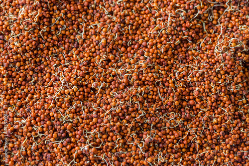 Obraz na plátne Close up of Finger Millet (Ragi) or kodo or Eleusine coracana Seeds