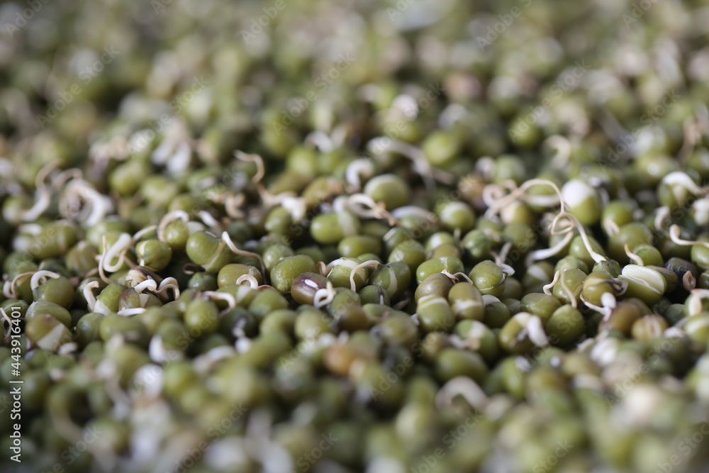 Close up of Sprouted Green grams
(moong) or maash. The mung bean (Vigna radiata) is mainly cultivated in East Asia, Southeast Asia and the Indian subcontinent. Close up of Sprouted Green grams
(moong) or maash. The mung bean (Vigna radiata) is mainly cultivated in East Asia, Southeast Asia and the Indian subcontinent.