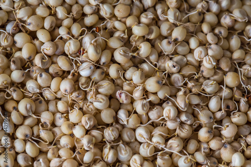 Close up of Sprouted Sorghum (Jowar) or Egyptian millet Seeds . Sorghum is an ancient cereal grain belonging to the grass family Poaceae.