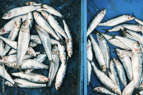 Fish at an open-air market photo