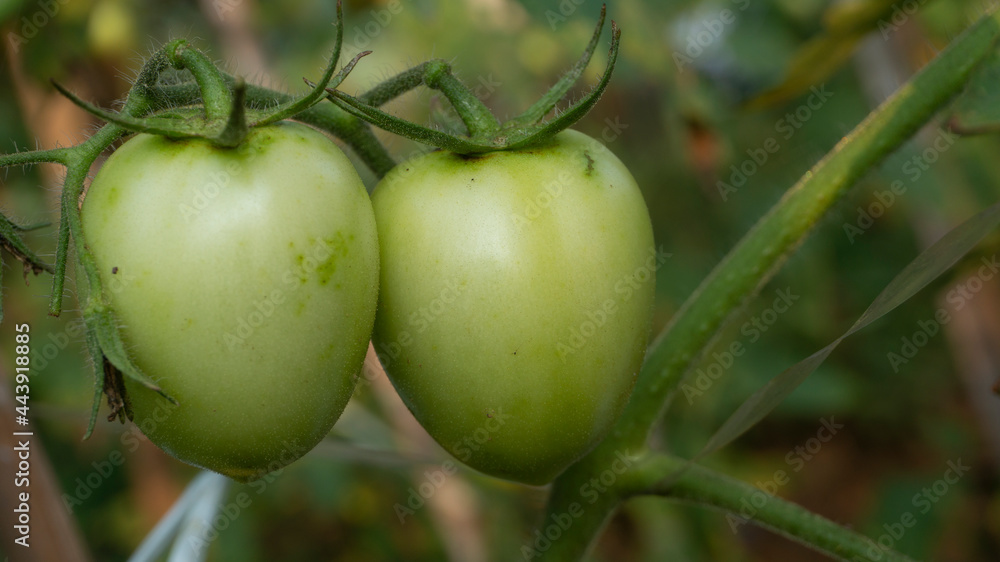 Tomato vegetable in the farmer's plantation, entering the harvest season