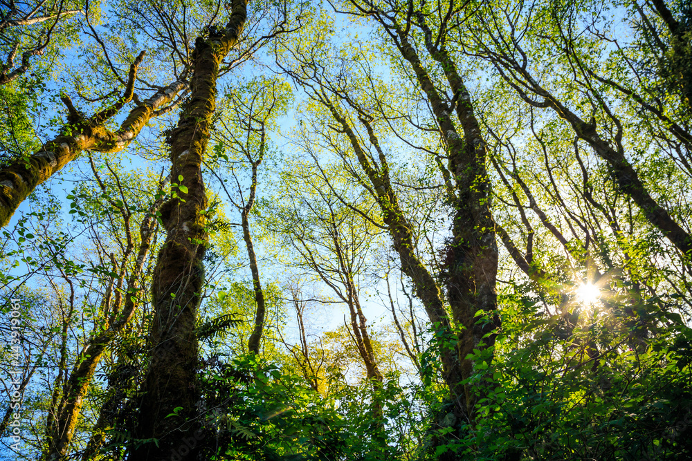 Unique Trees Fern Canyon, Prairie Creek Redwoods State Park in Humboldt County, California,