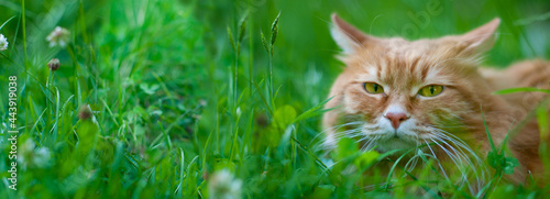 Red cat sitting in a green grass