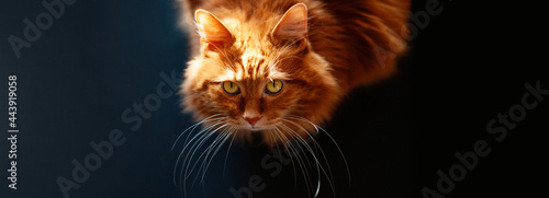 Banner beautiful red cat