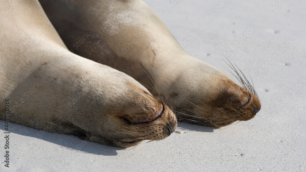 Fototapeta premium Galapagos Sea lions ( Zalophus wollebacki ) on a beach at Gardner Bay, Espanola Island, Galapagos. Ecuador