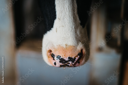 Close up of a cow muzzle photo