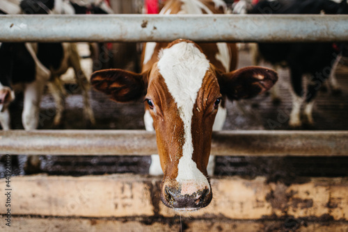 Close up of a brown cow in a shed photo