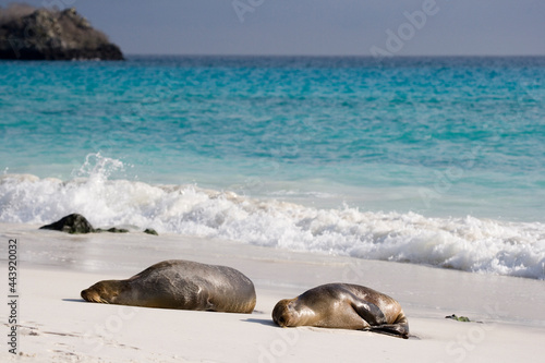 Galapagos Sea lions ( Zalophus wollebacki ) on a beach at Gardner Bay, Espanola Island, Galapagos, Ecuador