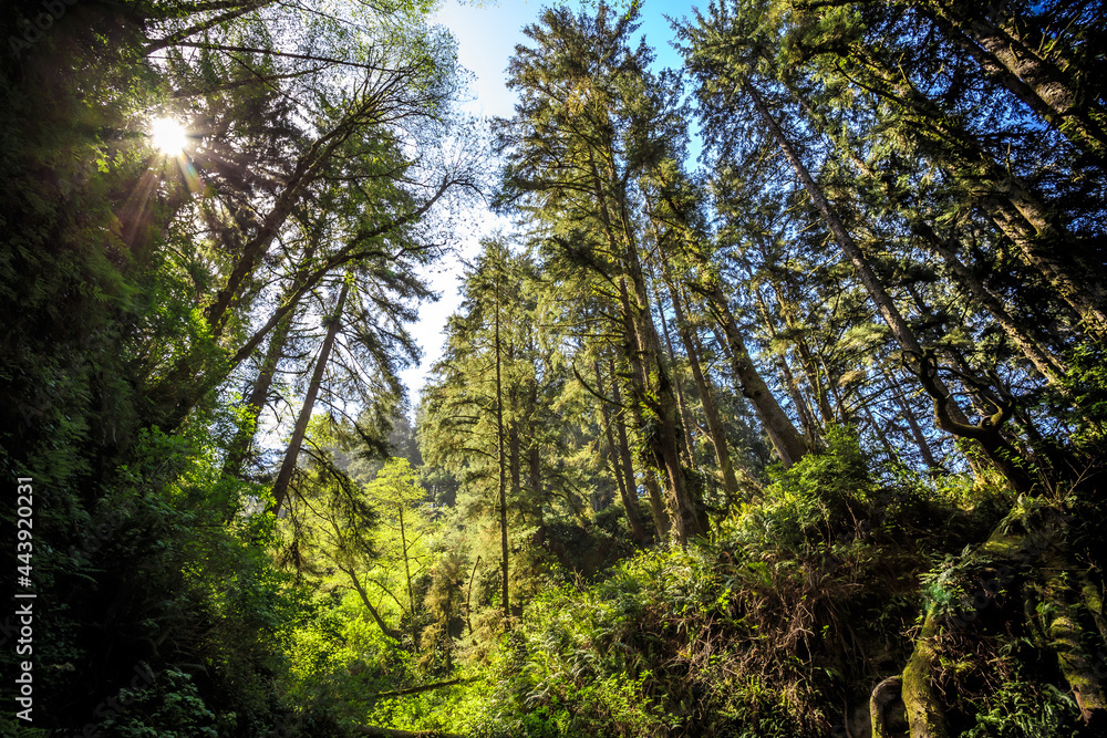 Glowing Morning in Fern Canyon, Prairie Creek Redwoods State Park, California Glowing Morning in Fern Canyon, Prairie Creek Redwoods State Park, California